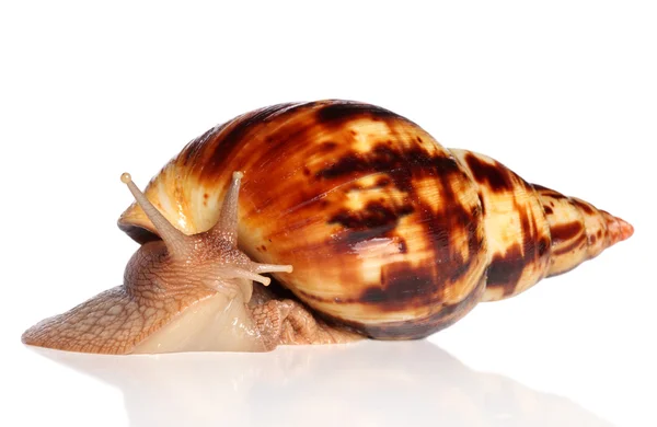 Giant African snail Achatina crawling — Stock Photo, Image