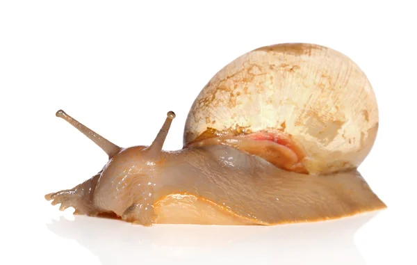 Big African snail crawling — Stock Photo, Image