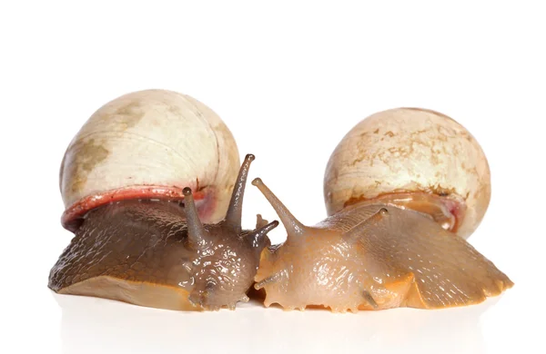 Escargots embrassant sur un fond blanc — Photo