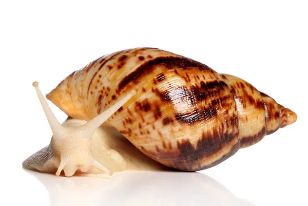 Giant African snail Achatina crawling — Stock Photo, Image