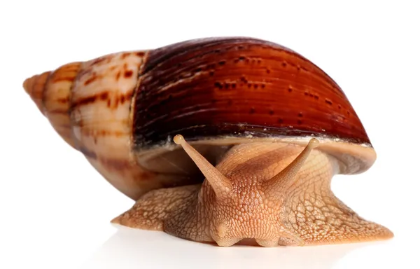 Gran caracol africano Achatina fulica arrastrándose —  Fotos de Stock