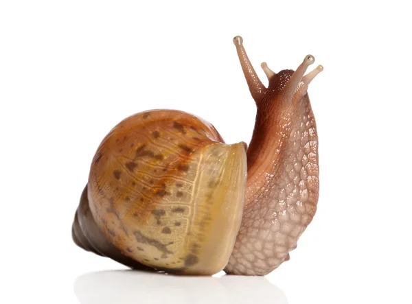 Garden Snail on white background — Stock Photo, Image