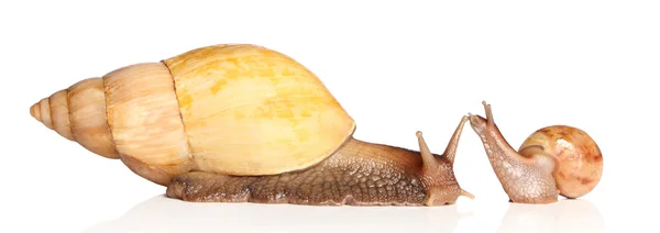 Two Snails posing — Stock Photo, Image