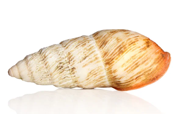 Grosse coquille d'escargot — Photo
