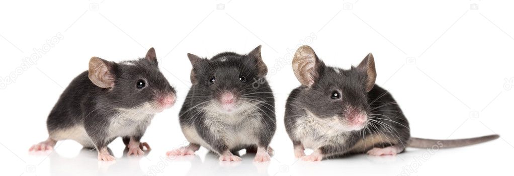 Three charming mouse close-up portrait
