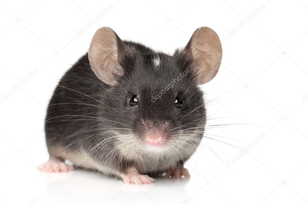 Tiny mouse close-up portrait