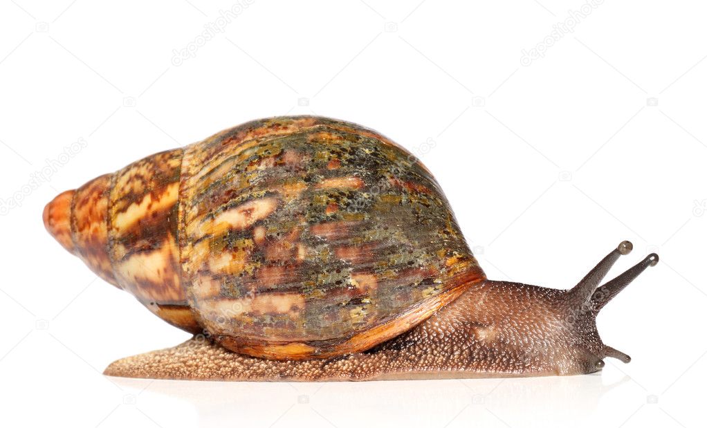 Giant African snail Achatina crawling