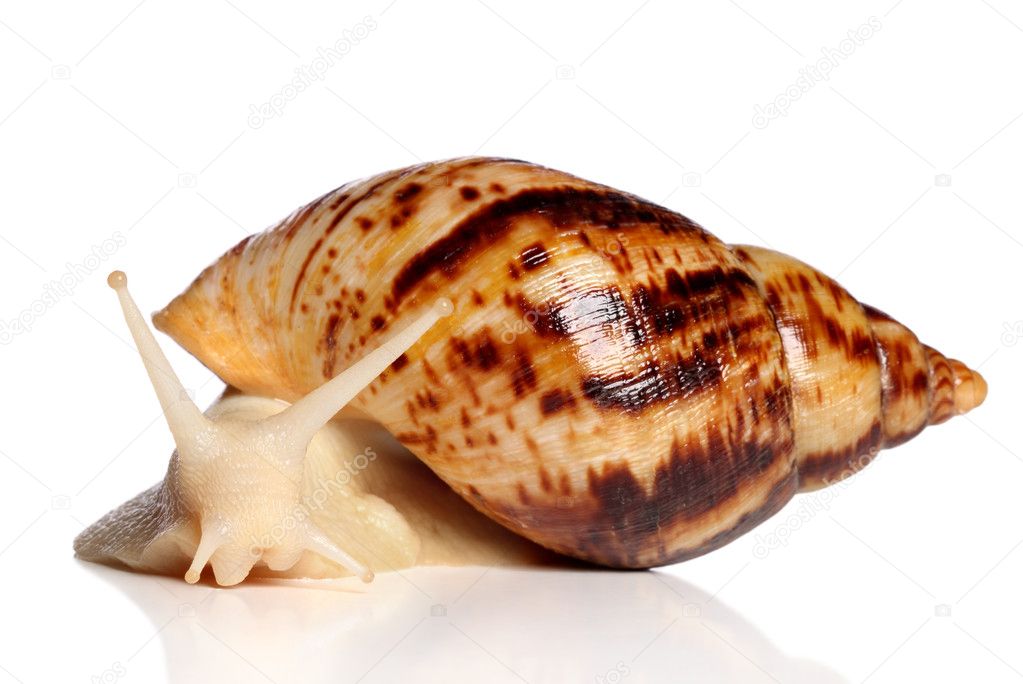 Giant African snail Achatina crawling