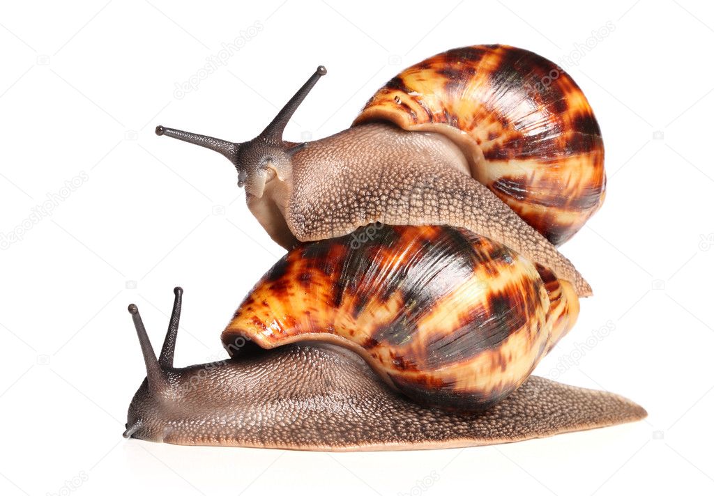 African snails crawling