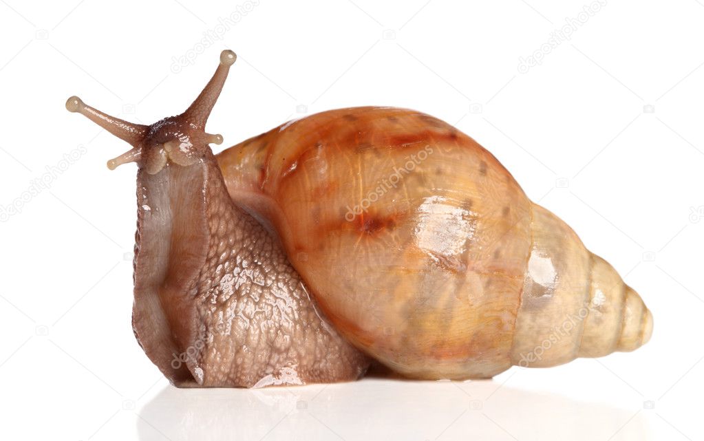 Big snail posing