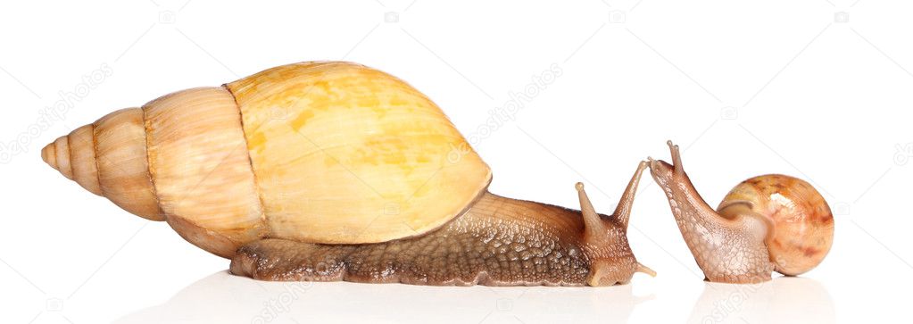 Two Snails posing