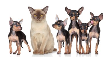 Burma kedisi grup oyuncak terrier köpekleri ile