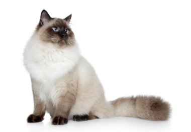 Siamese cat posing on a white background clipart