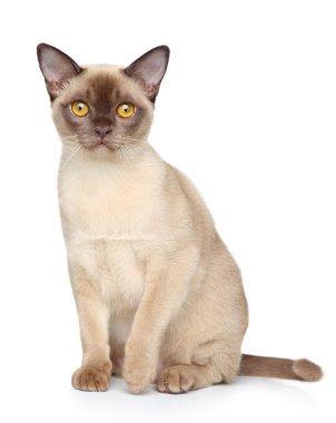 Burmese cat portrait clipart