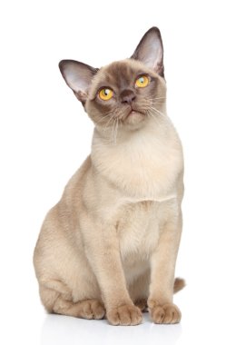 Burmese cat clipart