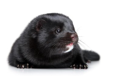 Black well-fed mink on white background clipart
