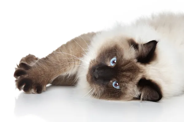 Gatto siamese sdraiato su uno sfondo bianco — Foto Stock