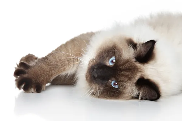 Siamese gato deitado sobre um fundo branco — Fotografia de Stock