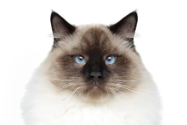 Siamese katt. närbild porträtt — Stockfoto