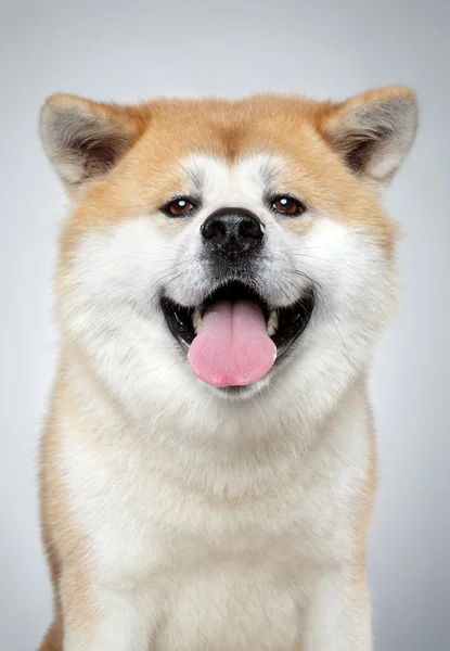 Akita inu cão close-up retrato — Fotografia de Stock