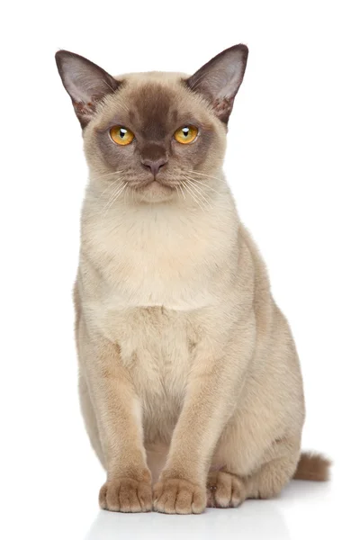Beyaz zemin üzerine Burma kedisi — Stok fotoğraf