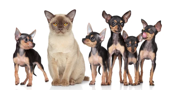 Burma kedisi grup oyuncak terrier köpekleri ile — Stok fotoğraf