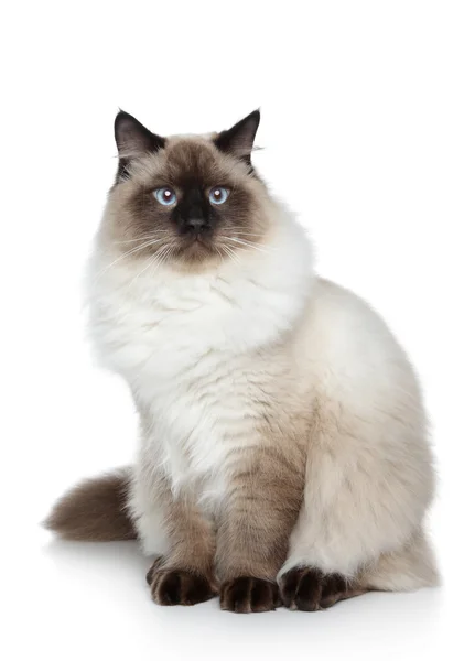 Портрет сіамських кішка — стокове фото
