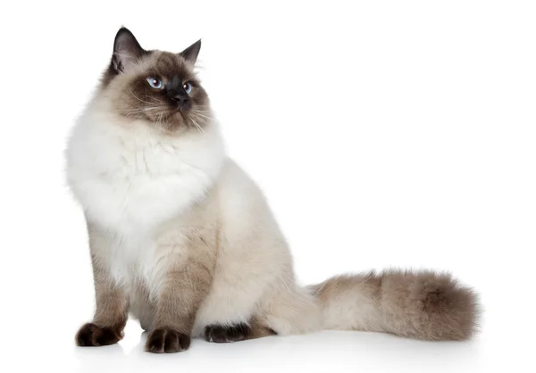 Сиамская кошка позирует на белом фоне — стоковое фото