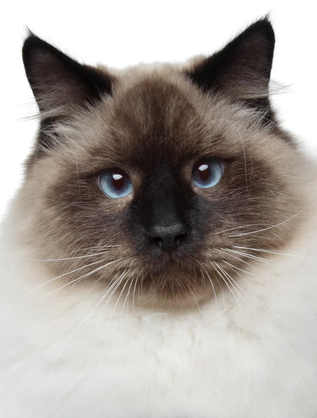 Сиамский портрет кота — стоковое фото