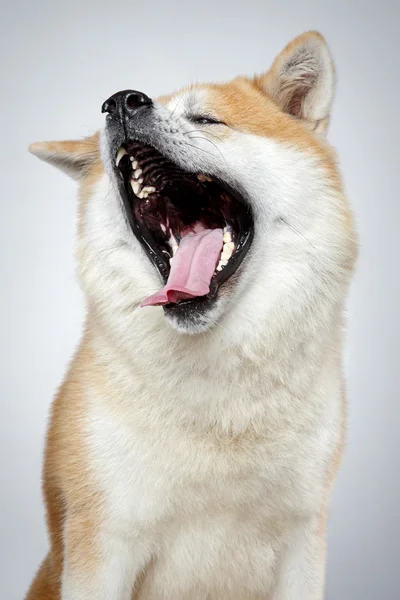 Bonito Akita-inu bocejos de cão — Fotografia de Stock