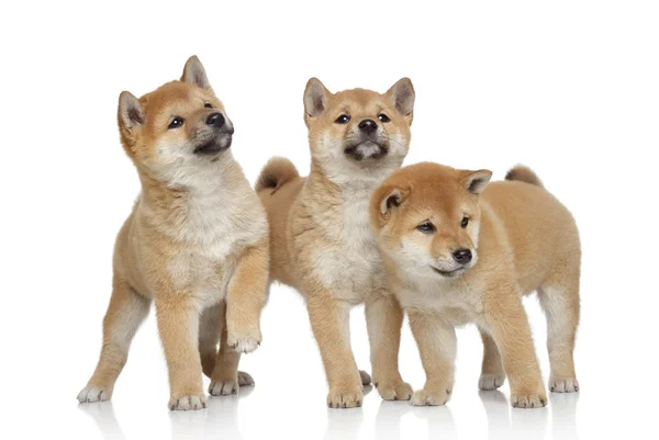 Três cachorros Shiba inu em fundo branco — Fotografia de Stock