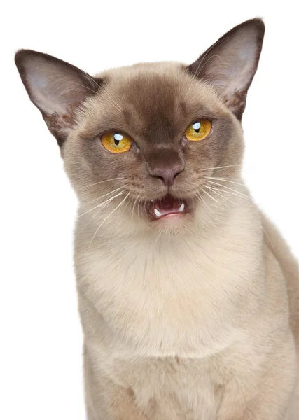 Бірманська кішка портрет — стокове фото
