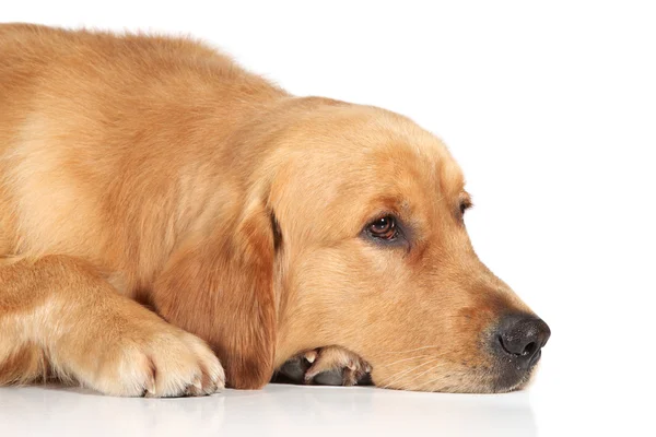 Ledsen golden retriever hund liggande på golvet — Stockfoto