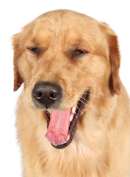 Golden retriever hund, gäspar — Stockfoto