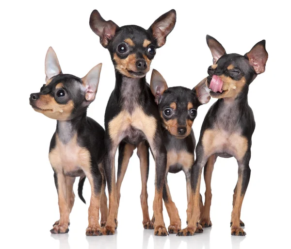 Rusa Toy-terriers grupo de perros —  Fotos de Stock