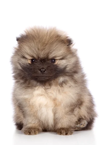 Portrét špic pomeranian puppy — Stock fotografie
