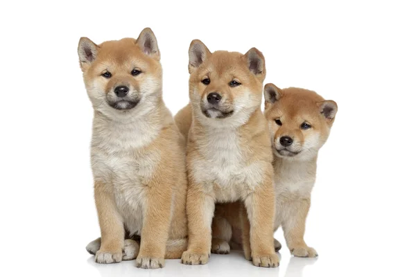 Shiba-inu puppies on white background — Stock Photo, Image