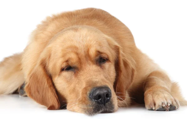 Собака золотого ретривера спит на полу — стоковое фото