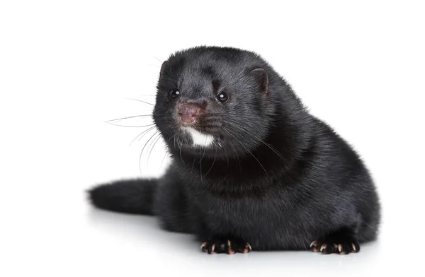 Black well-fed mink on white background — Stock Photo, Image