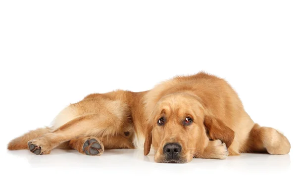 Zlatý retrívr štěně ležící na podlaze — Stock fotografie