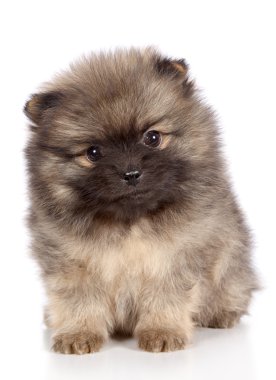 Pomeranian spitz köpek yavrusu yakın çekim portre