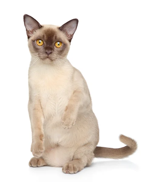 Burmesische Katze auf weißem Hintergrund — Stockfoto
