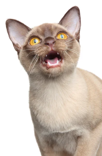 Chocolate Burmese cat mews — Stock Photo, Image
