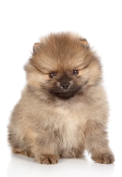 Pomeranian spitz cachorro sentado. Retrato de primer plano — Foto de Stock