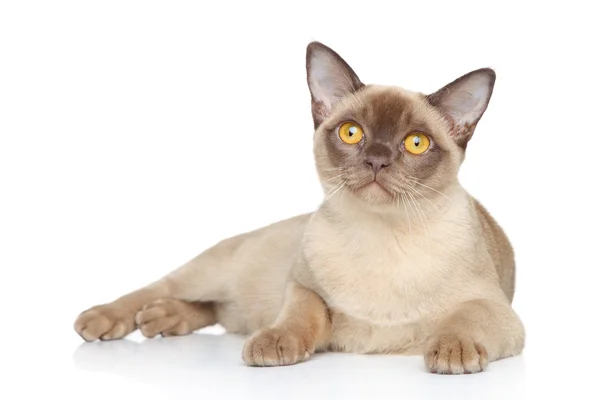 Burmese cat posing on a white background — Stock Photo, Image