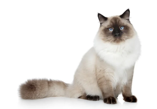 stock image Siamese cat portrait