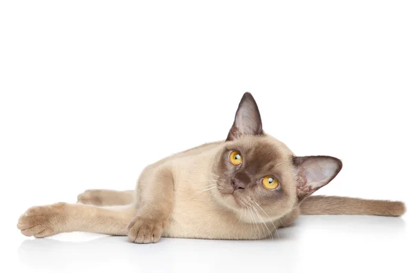 Burmese cat posing on a white background — Stock Photo, Image