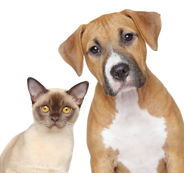Kedi ve köpek portre beyaz zemin üzerine — Stok fotoğraf