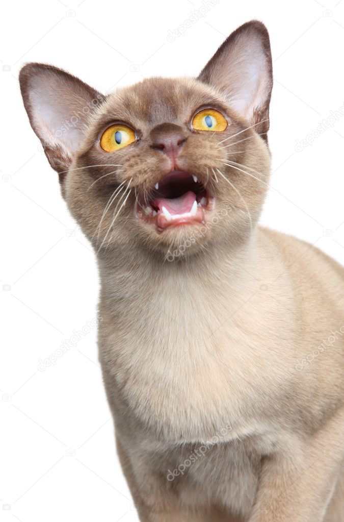 Chocolate Burmese cat mews