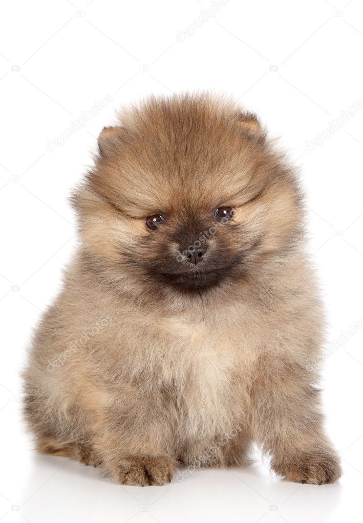 Pomeranian spitz puppy sitting. Close-up portrait